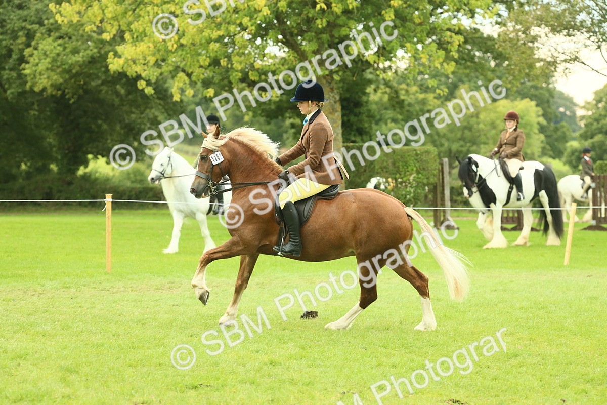 SBM_72060 - S60 - Mountain & Moorland Ridden Large Breeds