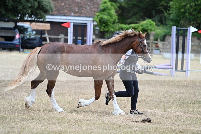WJ7_8223 - Class 4 Prettiest Mare up to 14.2hh