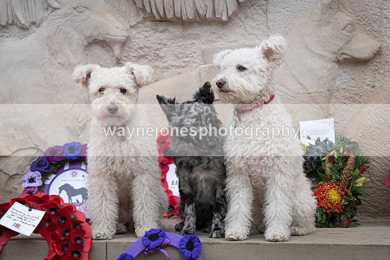 Z62_4740 - Animals In War Memorial 2025 - Park Lane, London