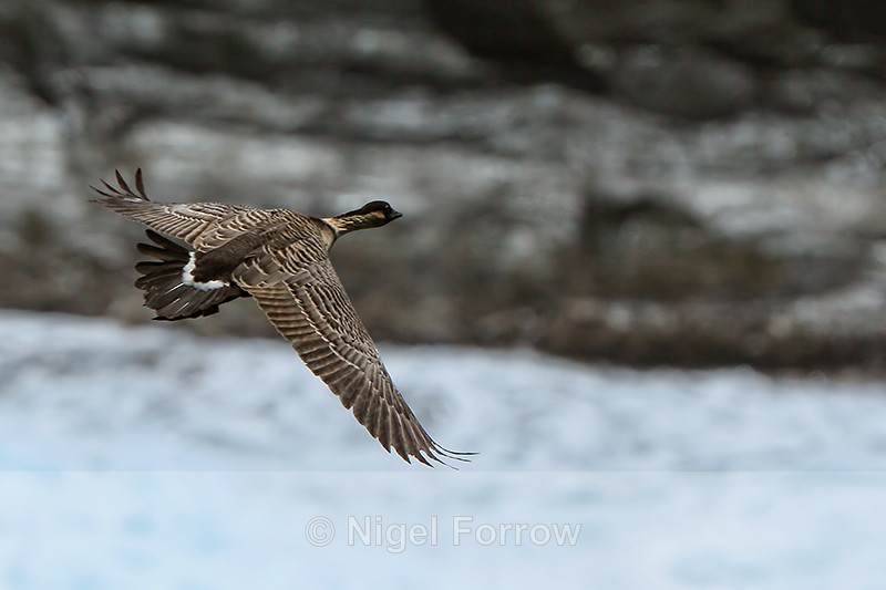 Hawaiian Goose flying, showing tail, Kilauea Point, Kauai - Hawaiian Goose