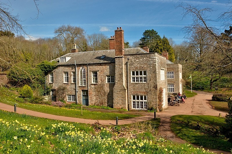 Daffodils at Cockington - Cockington