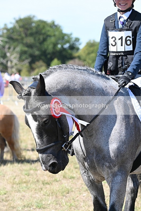 WJ6_8740 - Class 37b Best Loan Pony In-hand