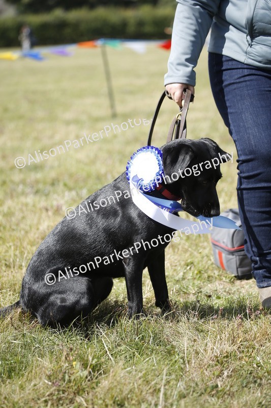 20250831-3716 - Dog Show