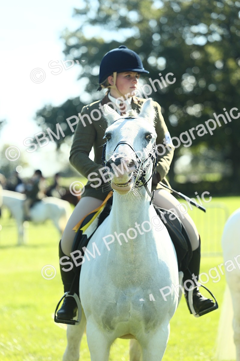SBM_39089 - S29 - Novice & Newcomers Working Hunter Pony