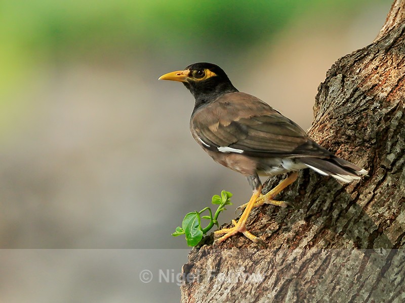 Common Myna perched on tree trunk, Hawaii - Common Myna