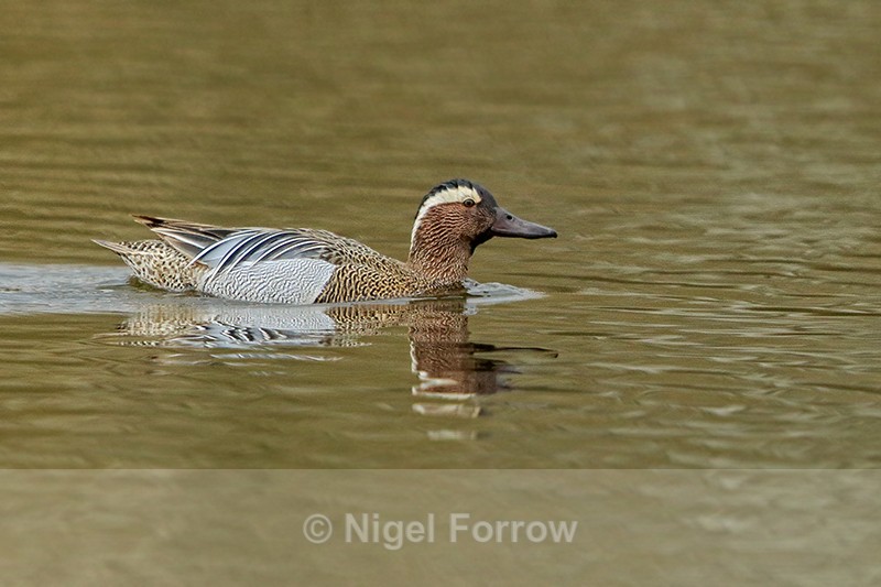 Garganey (drake) swimming, Stratfield Brake, Oxfordshire - Garganey