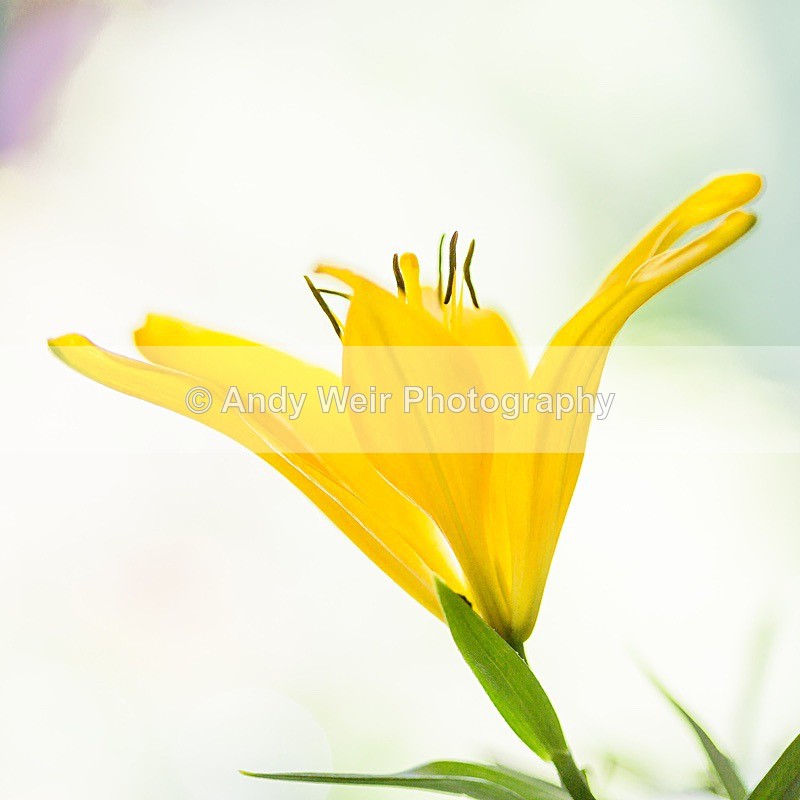 170708-Plants  Floers0001 - Plants & Flowers