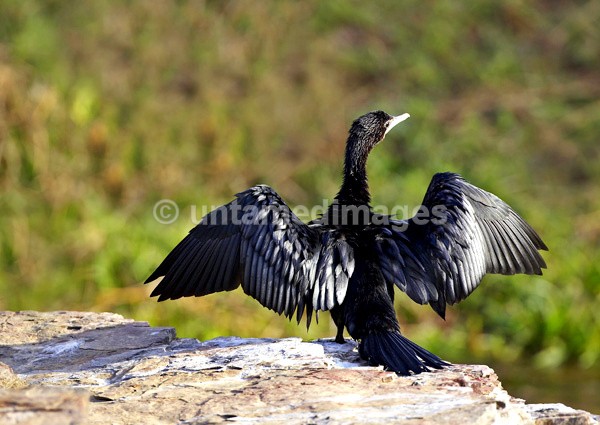 Indian Cormorant - India
