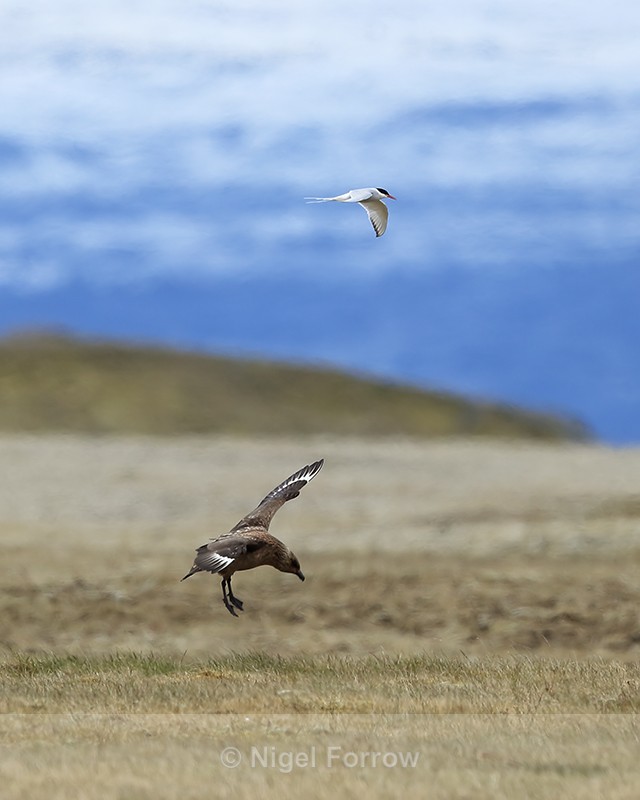 Great Skua & Arctic Tern, Jokulsarlon, Iceland - Great Skua