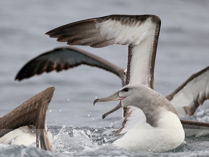 Salvin's Albatrosses squabbling over food, Pacific Ocean, Chile - Salvin's Albatross