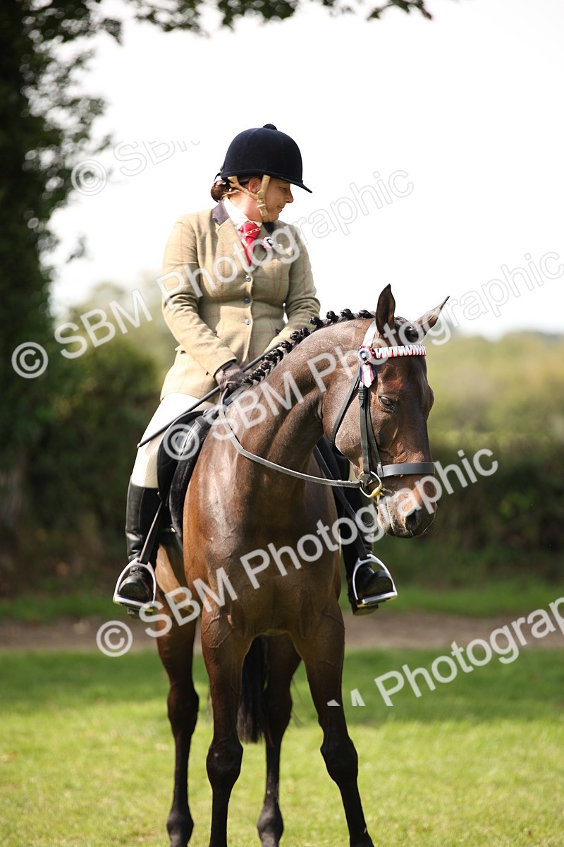 SBM_65979 - S64 - Riding Horse & Hack & Thoroughbred Ridden