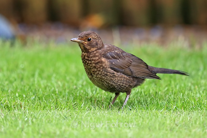 Young Blackbird on garden lawn, Oxfordshire, UK - Blackbird