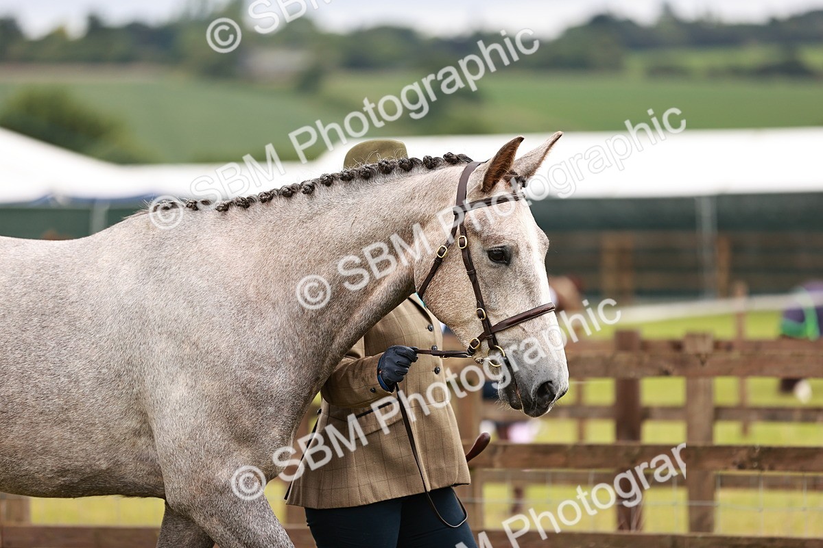 SBM_00691 - Class 26-30 Sport Horse In Hand