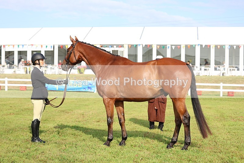 3E7A8285 - Class 2: Rising Star Large Hack/Riding Horse