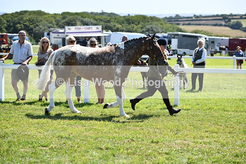 DSC_6831 - Class 57: Hunter/Riding Horse/Hack 1, 2 & 3 yr olds