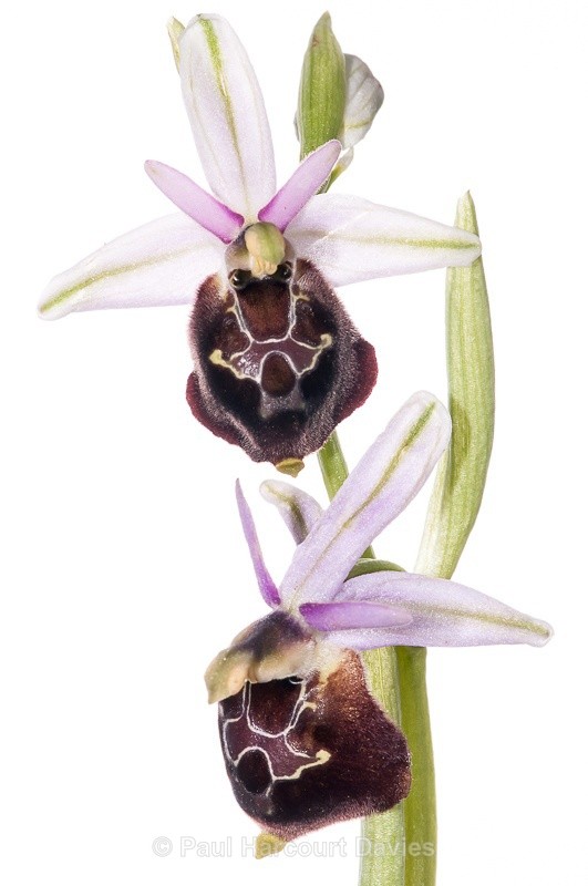  - WB: Orchids - Ophrys