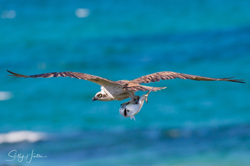 Osprey with Greenback 6