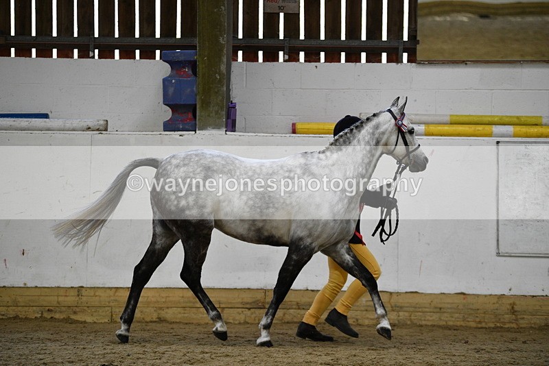 WJ5_5736 - Morning in hand Championship
