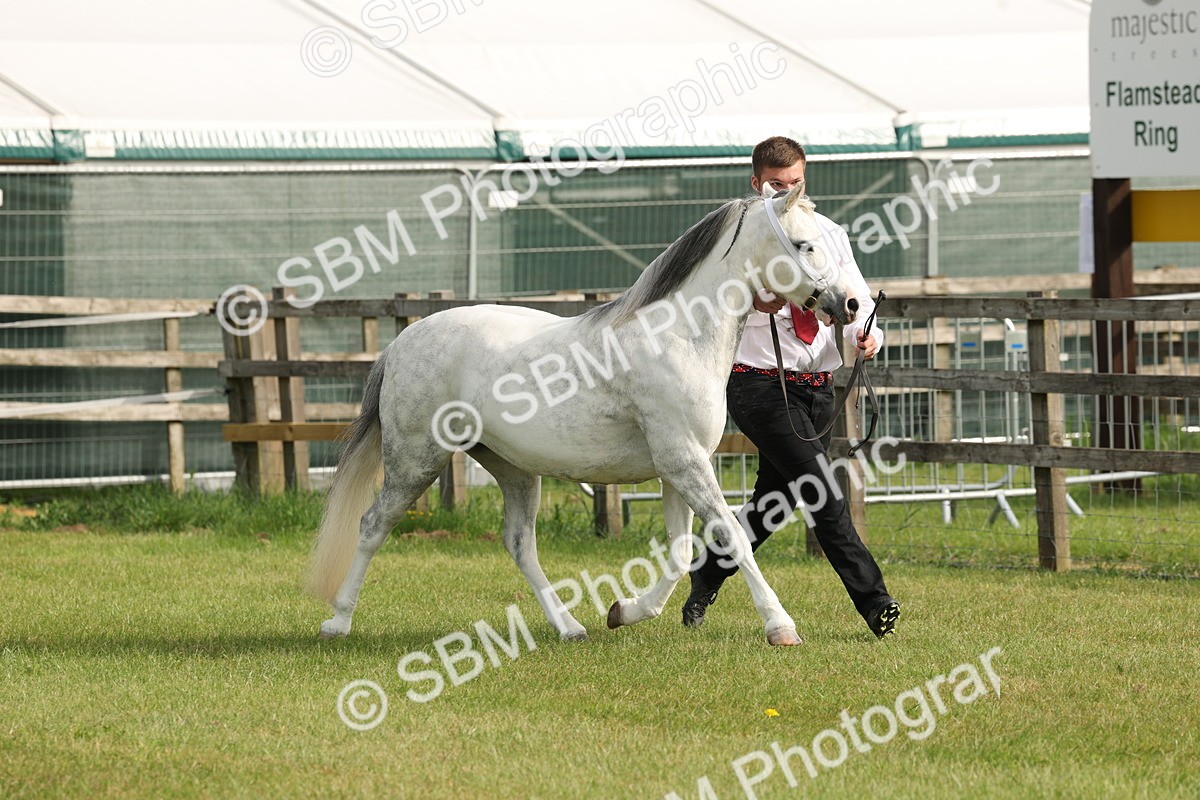 SBM_00511 - Class 6-13 - Mountatin and Moorland In Hand Welsh Breeds