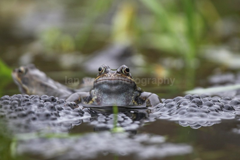Common frog in Bristol pond sitting on spawn - Reptiles, amphibians & pond life, Great Britian