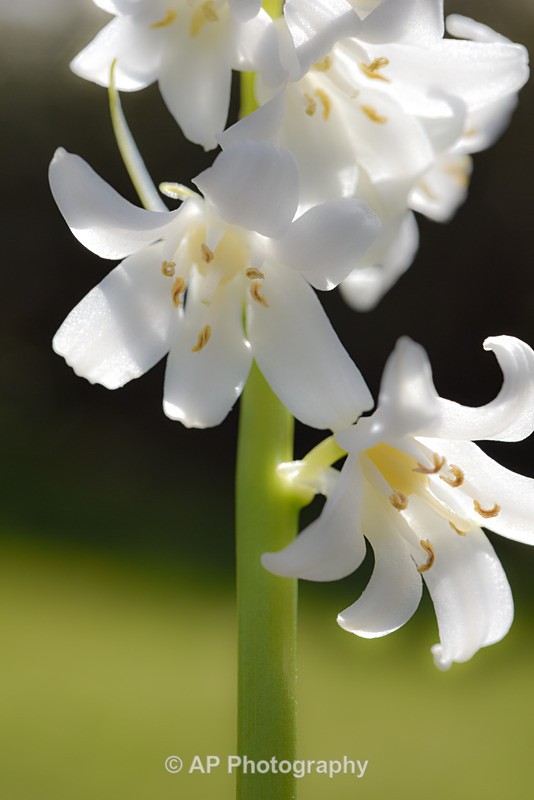 Bluebells-2589-S - Plants