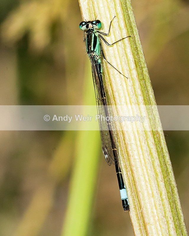 20080623- 017 - Dragonflies & Damselflies