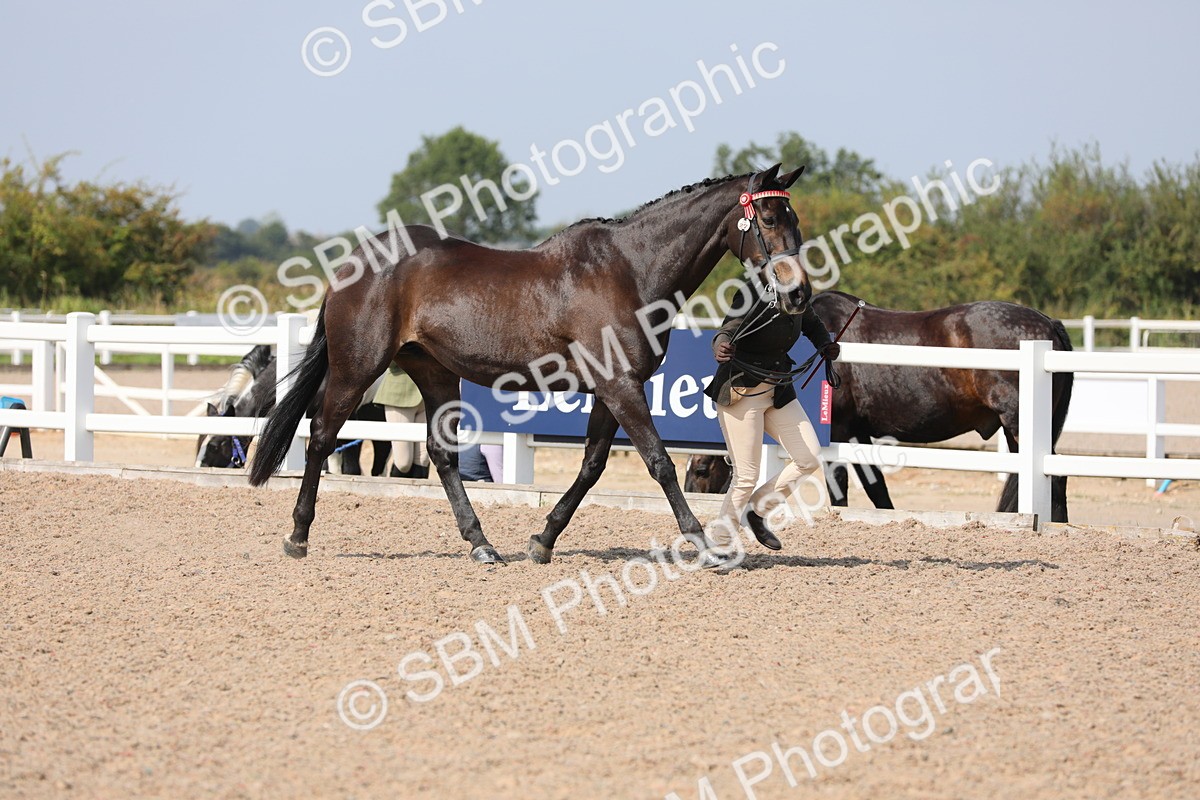 SBM_15697 - Class 312 IH Competition Horse/Pony