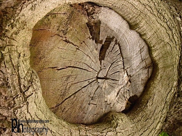 Wood-natural-0564 - Mendips