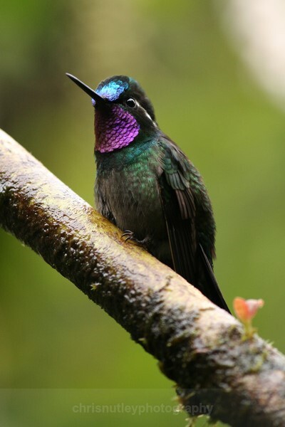  - Birds of Costa Rica and Mauritius