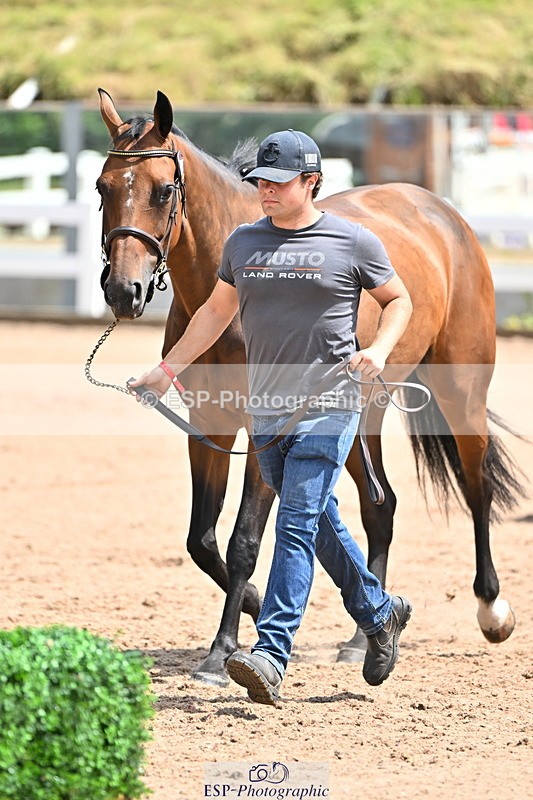 240718A-105303-01494 - Trot Up 12pm to 1pm