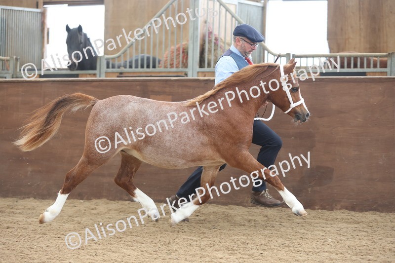 20251109-0500 - Class 18 - Yearling, Colt, Filly or Gelding