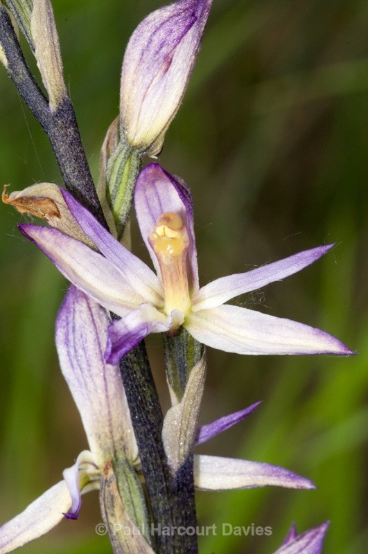  - Orchids - Various