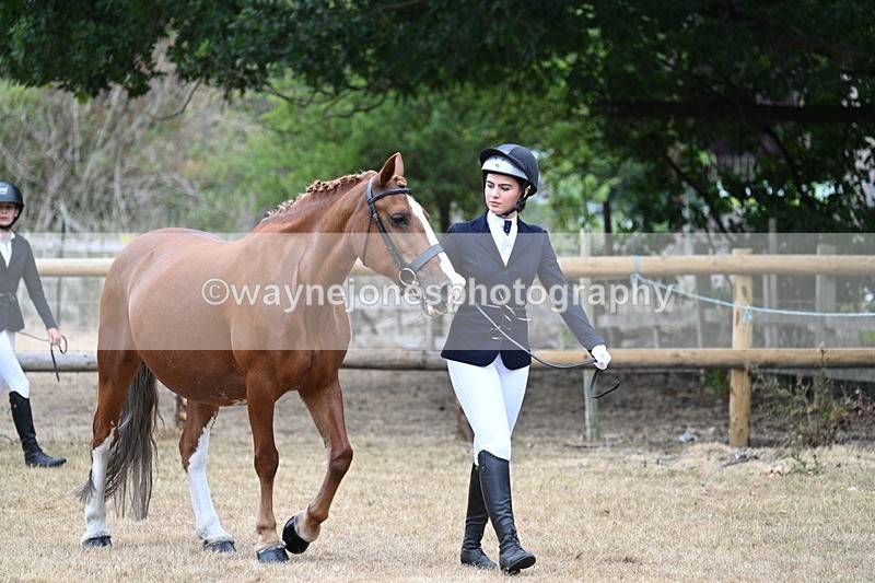 WJ7_8655 - Class 4a Prettiest Mare 14.2hh and over