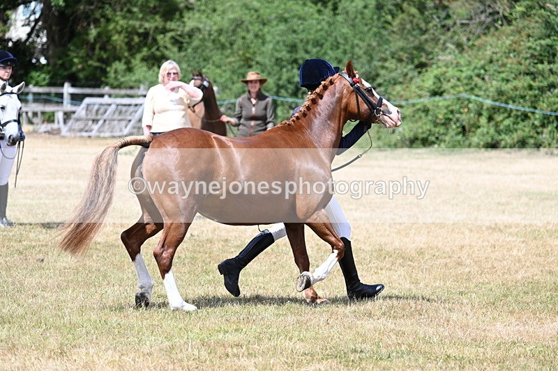 WJ7_1570 - Class 4 Prettiest Mare up to 14.2hh in hand