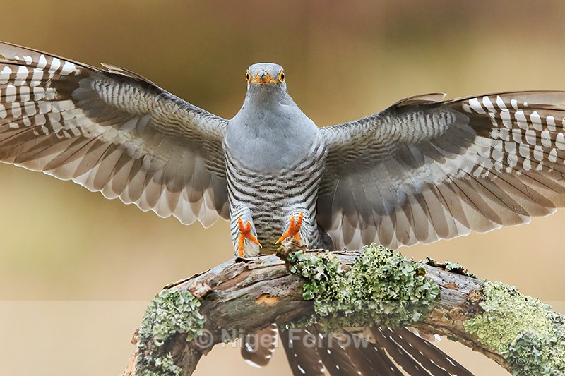 Cuckoo (male) landing on perch, Scotland - Cuckoo