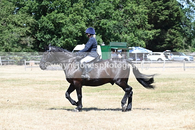 WJ7_2933 - Class 7 Riding Club Show Horse
