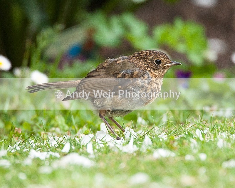 20080622-012 - Robin