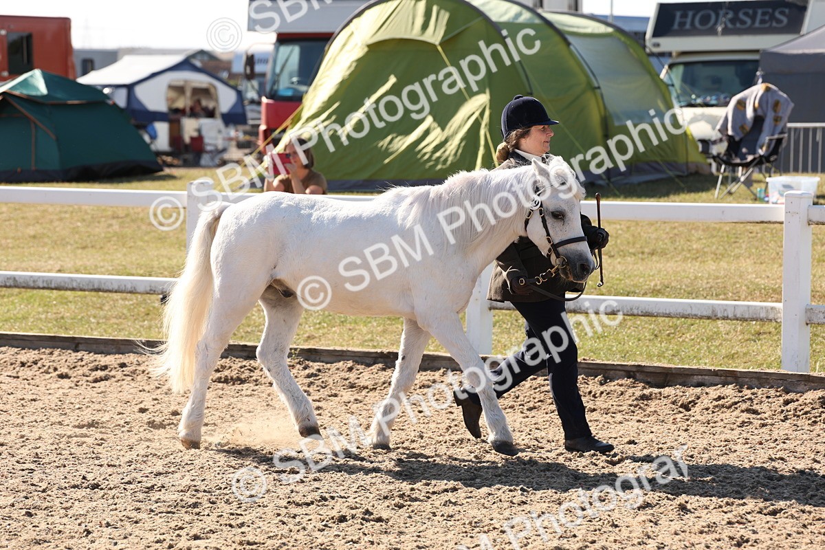SBM_12896 - Class 206 - IH Non Show Type Pony