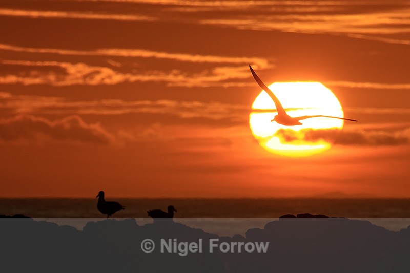 Flying Black-browed Albatross crossing setting sun, Steeple Jason - Black-browed Albatross