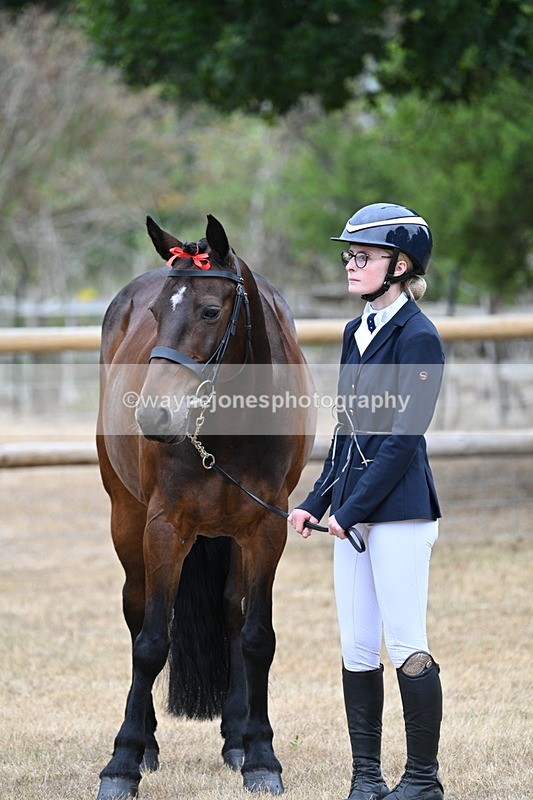 WJ7_9876 - Class 5a Most Handsome Gelding (above 14.2hh)