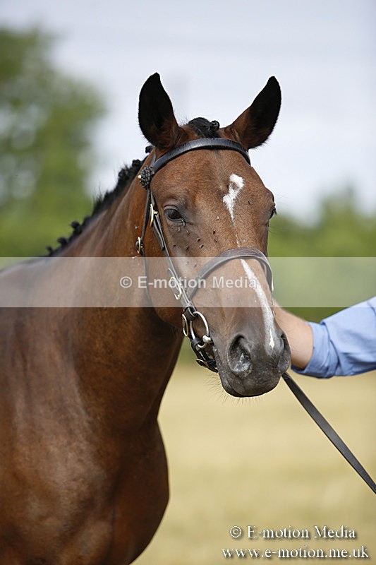 _C7A9151 - BVRC Sow 2018 Ring 2