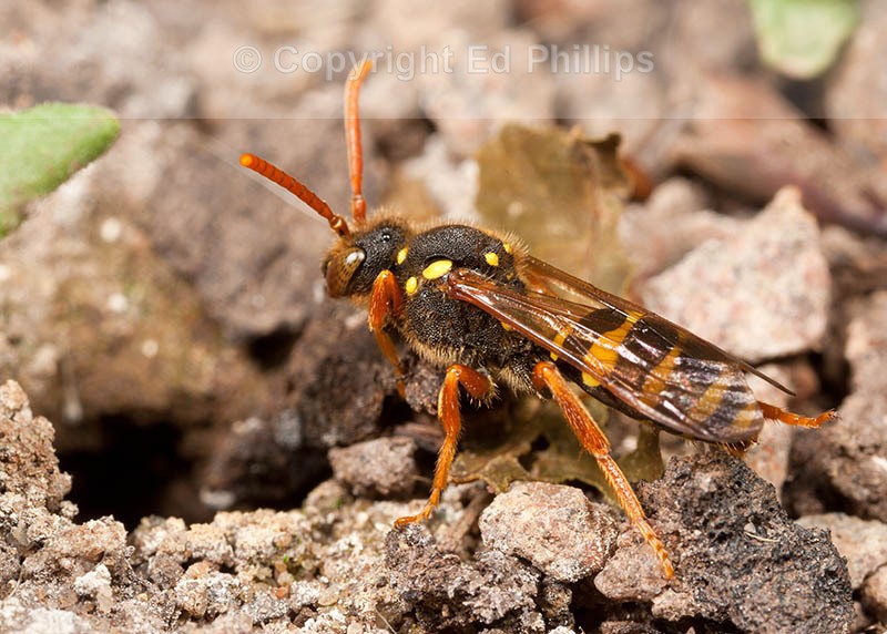 Nomada goodeniana (f)