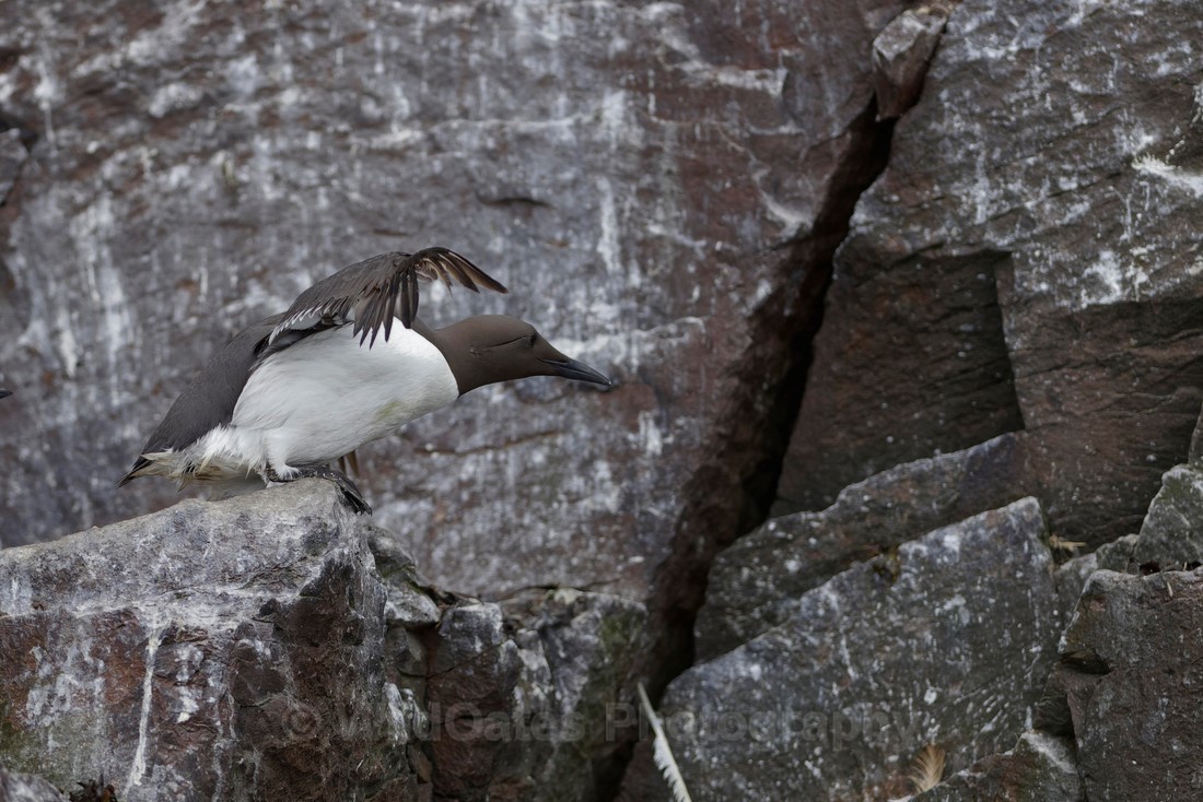 Gillemot_0001 - Bass Rock