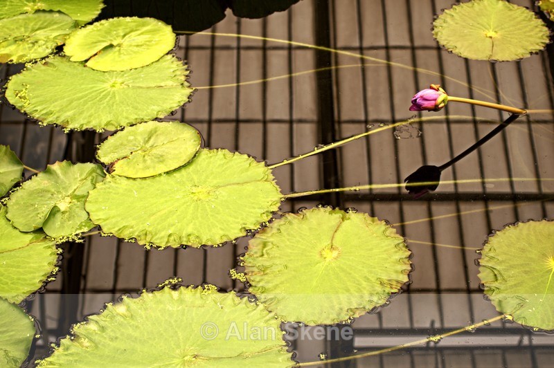 DSC04709 - Flora