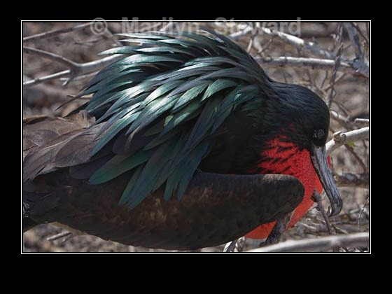Frigatebird - plumage - Galapagos Islands