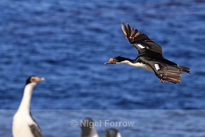 Imperial Shag flying into colony, Carcass Island, Falklands - Imperial Shag