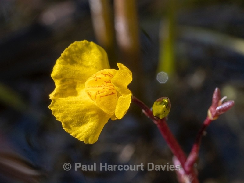 Southern bladderwort (Utricularia australis) - Flower Portraits