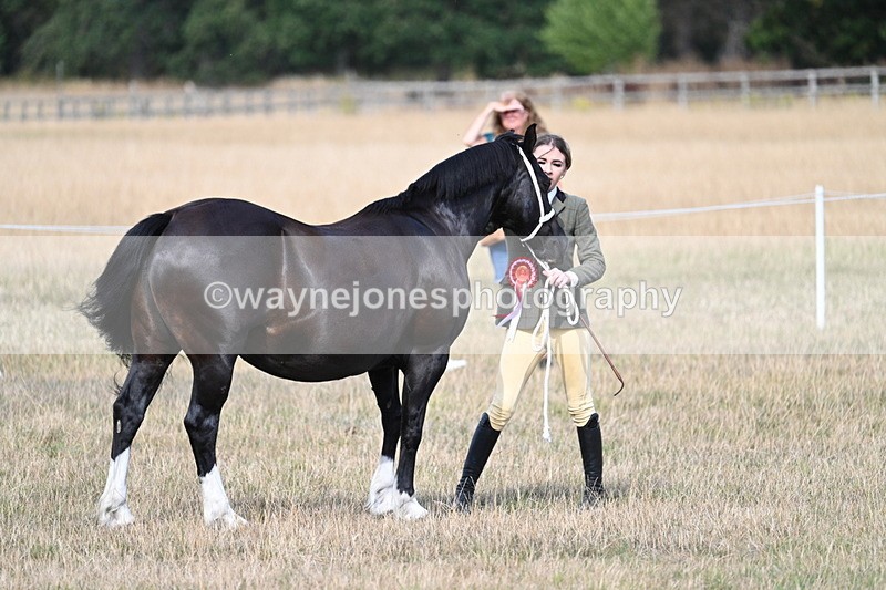 WJ7_8250 - In-hand Championship