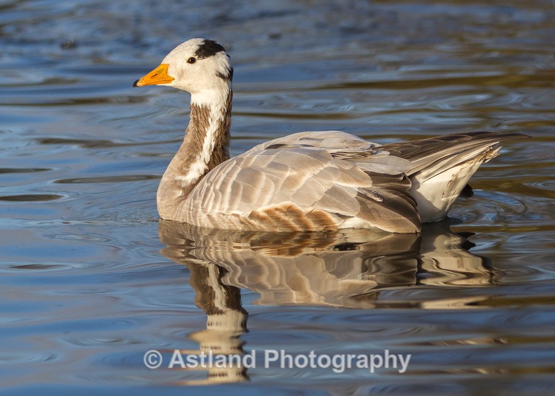 Astland Photography, Bird and Wildlife Images, Susan and Peter Wilson, U.K.