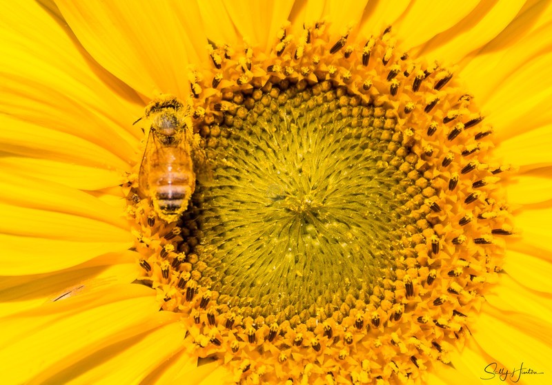 Sunflower and Bee 11